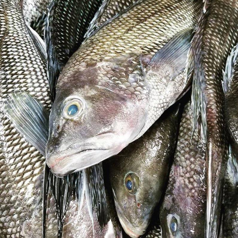 Black Sea Bass Fillet