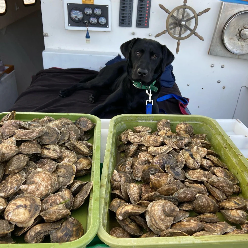 Blaney Point Maine Oysters (Cumberland, ME) - Back in May 2024 - Image 2