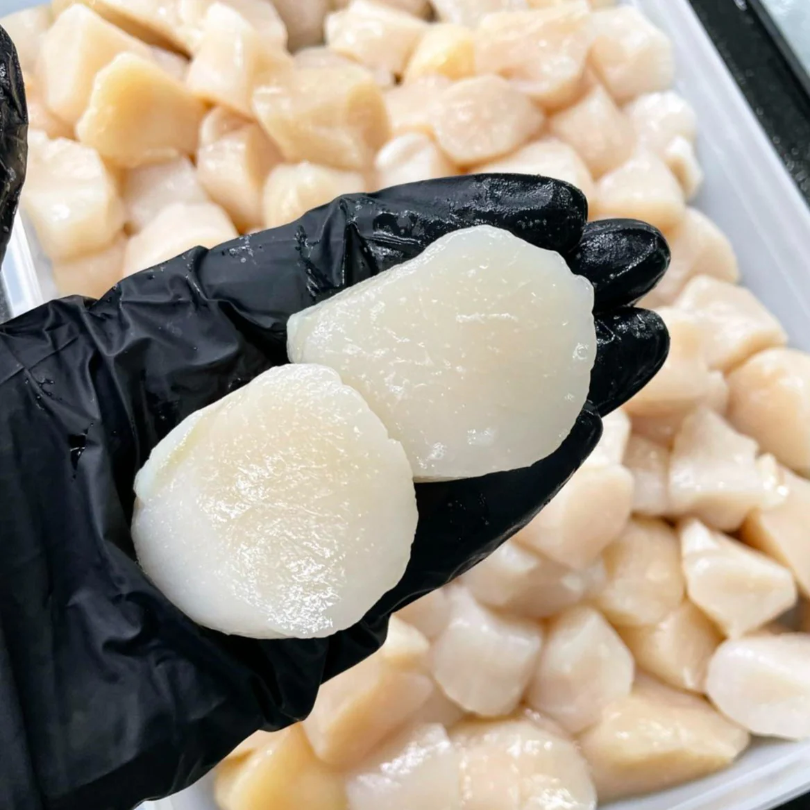 Atlantic Sea Scallops (1 lb, 10/20 ct) — Dry-Packed, Sushi-Grade - Image 6