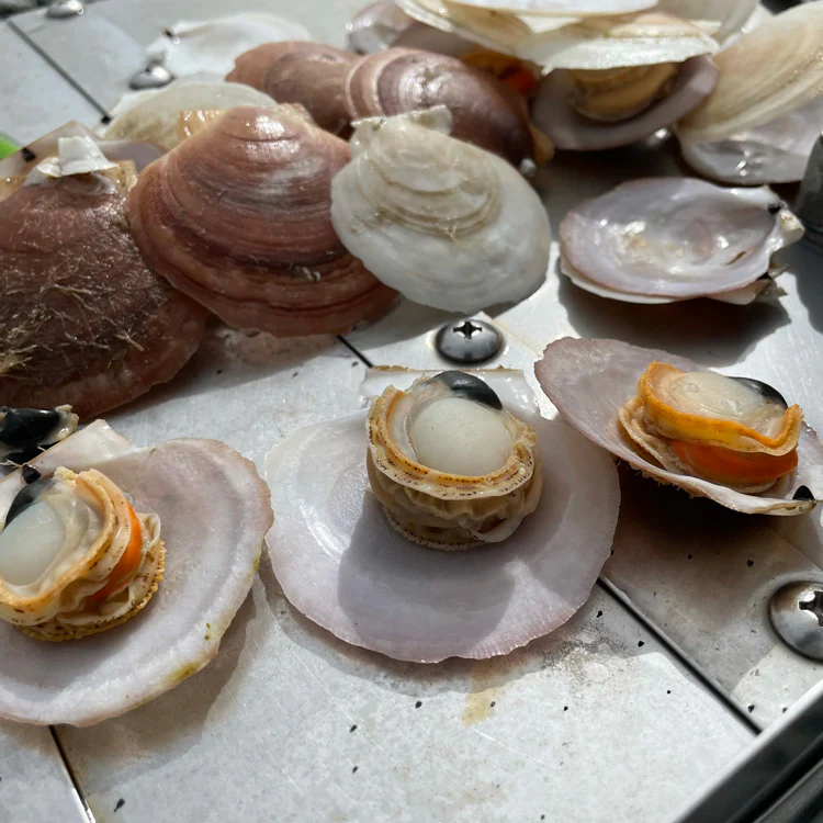 Live Maine Sea Scallops (in the shell, 25 ct) - Image 3