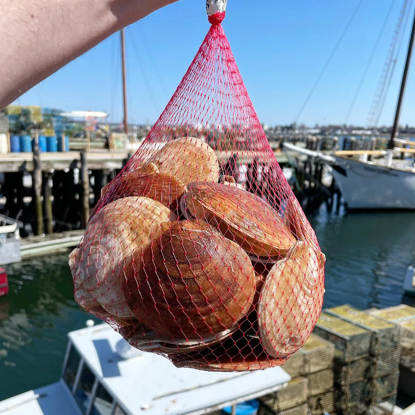 Live Maine Sea Scallops (in the shell, 25 ct) - Image 4
