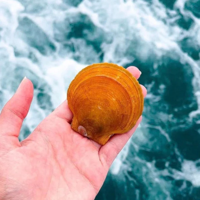 Live Maine Sea Scallops (in the shell, 25 ct) - Image 6