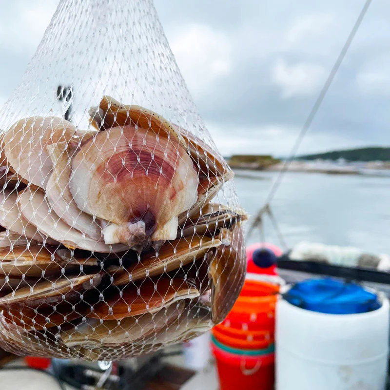 Live Maine Sea Scallops (in the shell, 25 ct) - Image 7