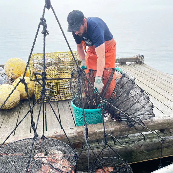 Live Maine Sea Scallops (in the shell, 25 ct) - Image 9