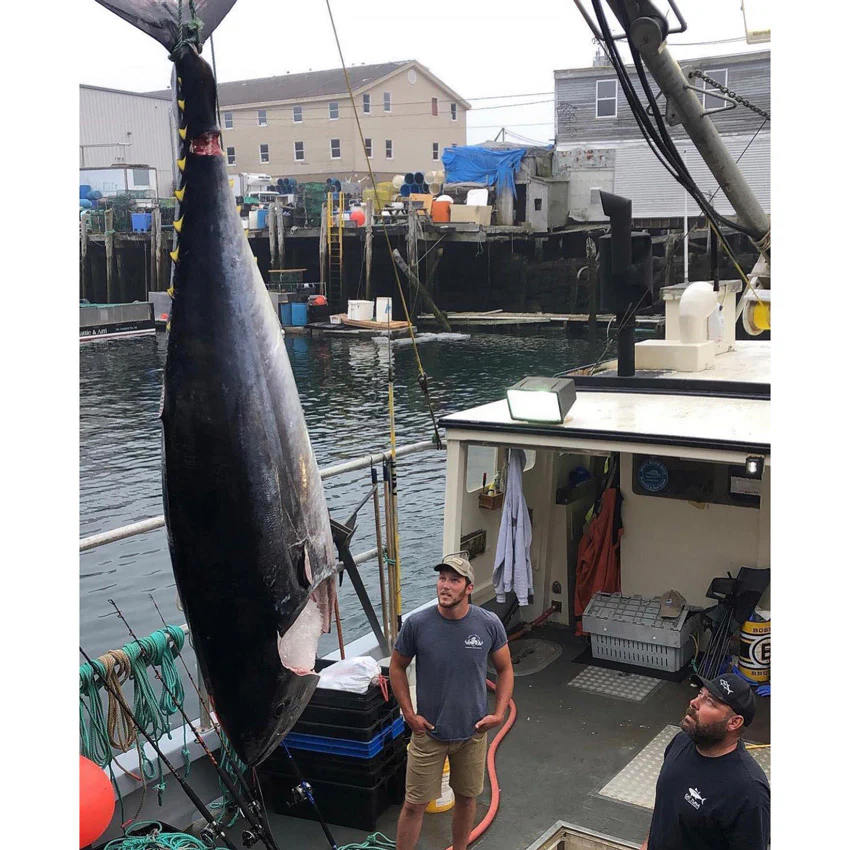 Maine Bluefin Tuna (Sushi-Grade) - Season Closed - Image 4