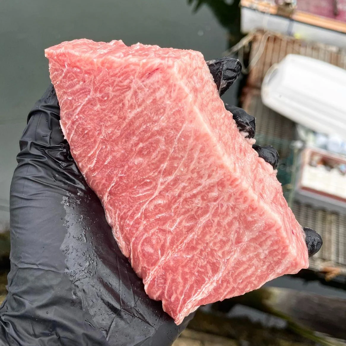 Maine Bluefin Tuna TORO (Belly) - SEASON OPEN - Image 2