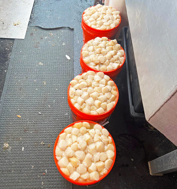 Seasonal Fresh Maine Dayboat Scallops (1 lb) — SOLD OUT - Image 3