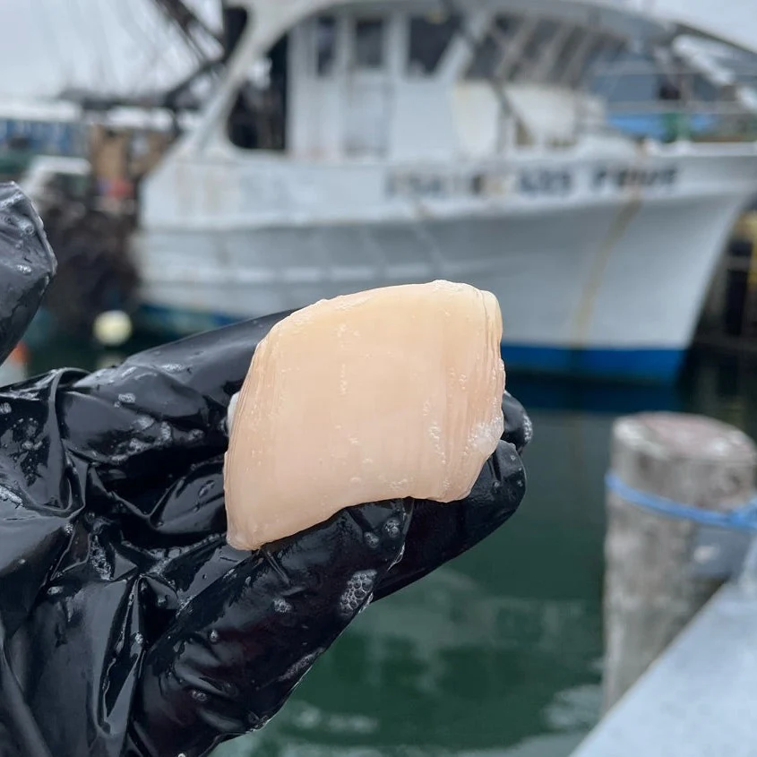 Seasonal Fresh Maine Dayboat Scallops (1 lb) — SOLD OUT - Image 4