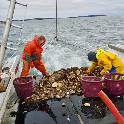 Seasonal Fresh Maine Dayboat Scallops (1 lb) — SOLD OUT - Image 5