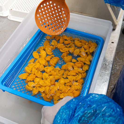Sea Urchin Roe (Sushi-Grade Uni) 5.3 Oz Tray - Image 4
