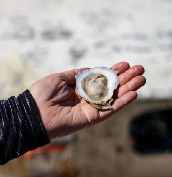 Butterfield Maine Oysters (Casco Bay, ME) - Image 3