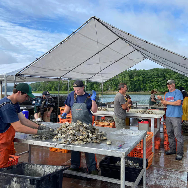 Norumbega Maine Oysters (Damariscotta River, ME)