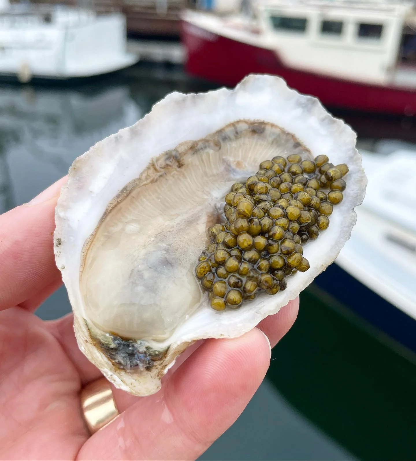 Maine Oyster & Caviar Kit - Image 2