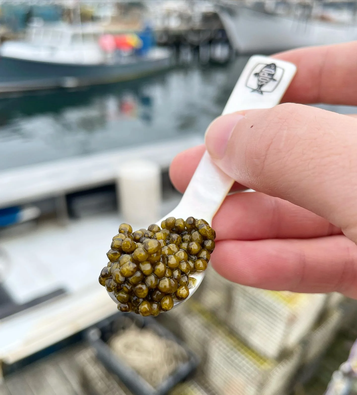 Maine Oyster & Caviar Kit - Image 3