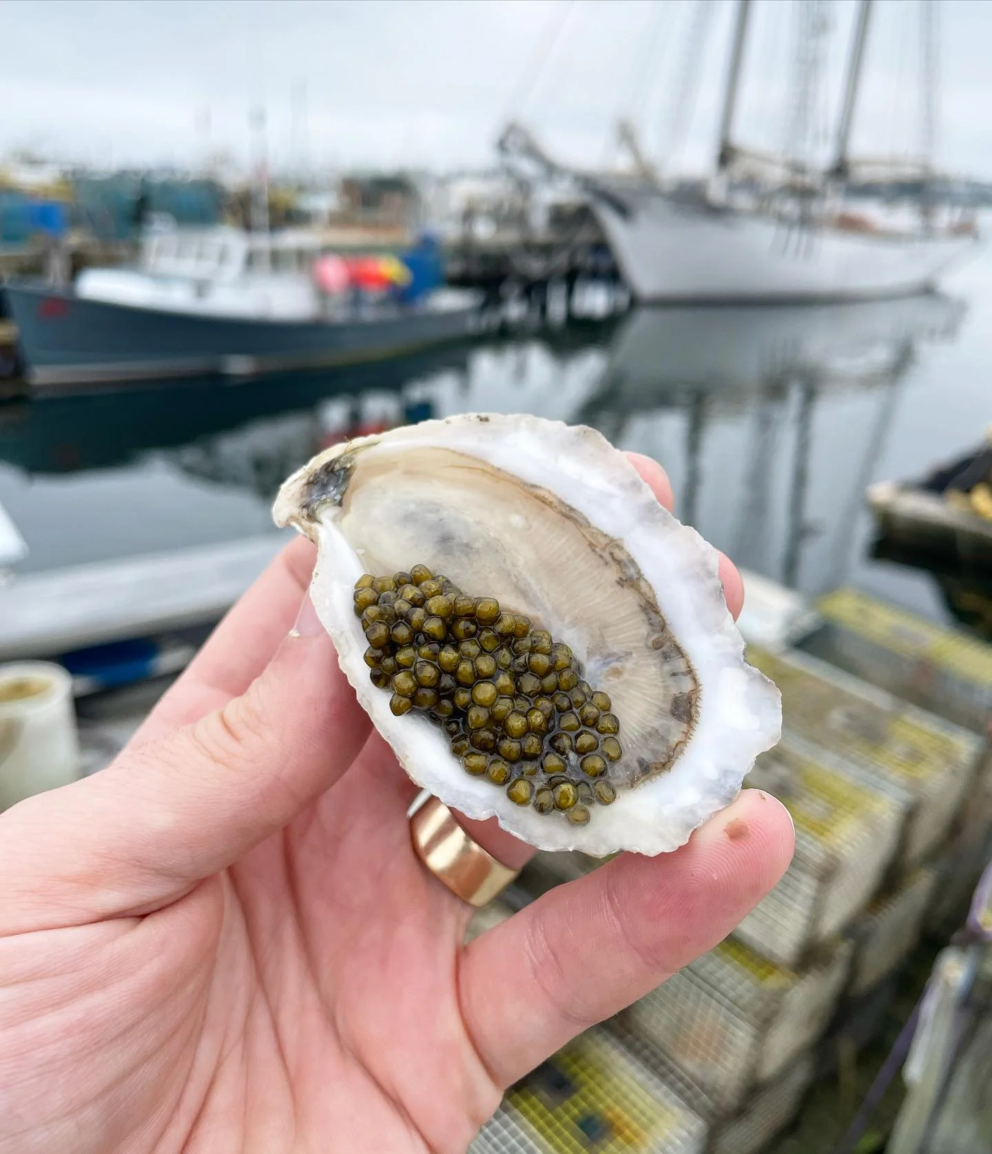Maine Oyster & Caviar Kit - Image 4