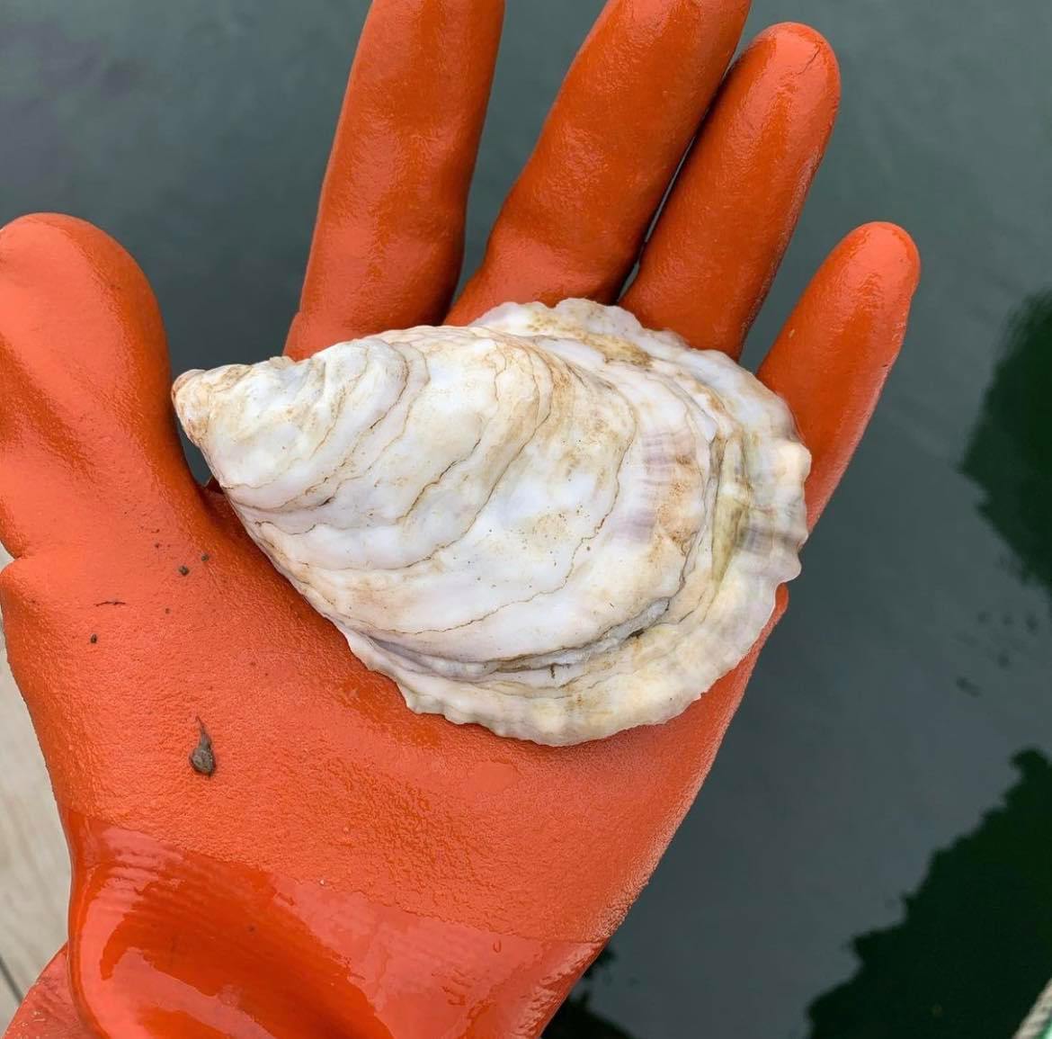 Robinhood Cove Maine Oysters (Georgetown, ME) - Image 2