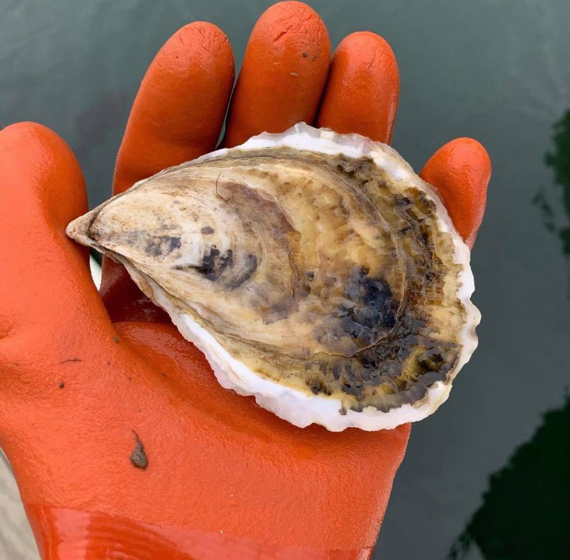 Robinhood Cove Maine Oysters (Georgetown, ME) - Image 3