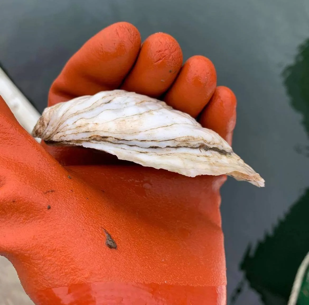 Robinhood Cove Maine Oysters (Georgetown, ME) - Image 4