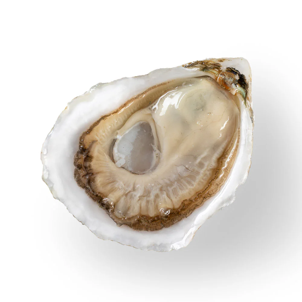 Running Tide Oysters (Harpswell, ME) - SOLD OUT - Image 3