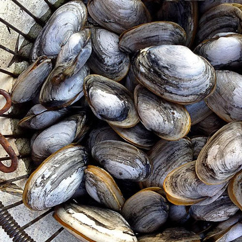 Softshell Maine Clams (Steamers) - 3 lb bag - SOLD OUT - Image 2