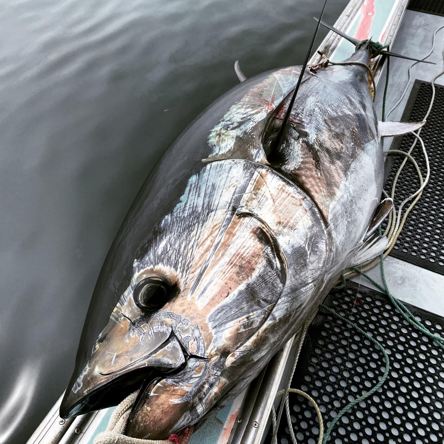 Gulf of Maine Conservas Bluefin Tuna - SOLD OUT - Image 3